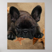 Französische Bulldogge Poster (Voorkant)