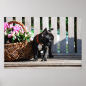 Französische Bulldogge Poster (Voorkant)