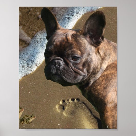 Französische Bulldogge Poster  (Voorkant)