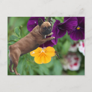 Französische Bulldogge Postkarte Briefkaart