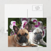 Französische Bulldogge Postkarte Briefkaart (Voorkant / Achterkant)