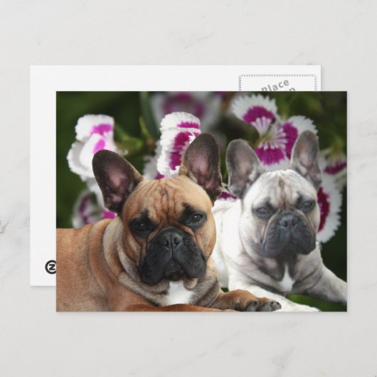 Französische Bulldogge Postkarte Briefkaart (Voorkant / Achterkant)
