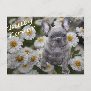 Französische Bulldogge Postkarte Briefkaart