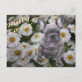 Französische Bulldogge Postkarte Briefkaart (Voorkant)