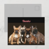 Französische Bulldogge Rudel French Bulldog Briefkaart (Voorkant / Achterkant)