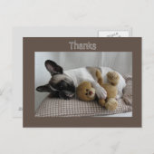 Französische Bulldogge Teddy French Bulldog Briefkaart (Voorkant / Achterkant)