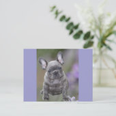 Französische Bulldogge Welpe French Bulldog Briefkaart (Staand voorkant)