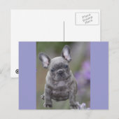 Französische Bulldogge Welpe French Bulldog Briefkaart (Voorkant / Achterkant)