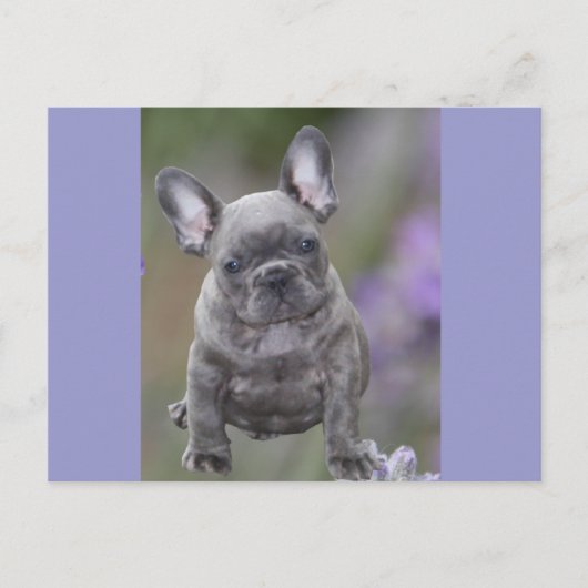 Französische Bulldogge Welpe French Bulldog Briefkaart (Voorkant)