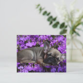 Französische Bulldogge Welpe French Bulldog Briefkaart (Staand voorkant)