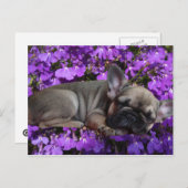 Französische Bulldogge Welpe French Bulldog Briefkaart (Voorkant / Achterkant)