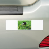 Französische Bulldoggen Autoaufkleber Bumpersticker (Op auto)