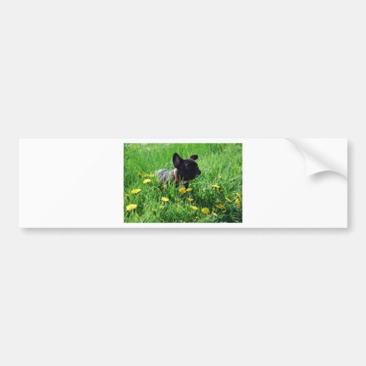 Französische Bulldoggen Autoaufkleber Bumpersticker (Voorkant)
