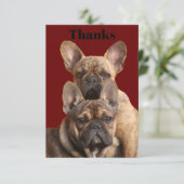 Französische Bulldoggen Kaart (Staand voorkant)