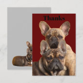 Französische Bulldoggen Kaart (Voorkant / Achterkant)