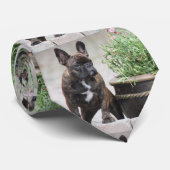 Französische Bulldoggen Krawatte Stropdas (Opgerold)