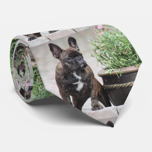 Französische Bulldoggen Krawatte Stropdas (Opgerold)