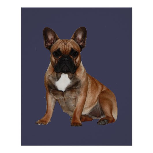 Französische Bulldoggen Poster (Voorkant)