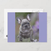 Französische Bulldoggen Postkarte Briefkaart (Voorkant / Achterkant)