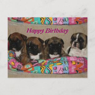 Französische Bulldoggen Postkarte Briefkaart