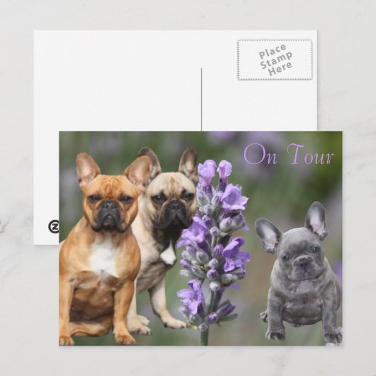 Französische Bulldoggen Postkarte Briefkaart (Voorkant / Achterkant)