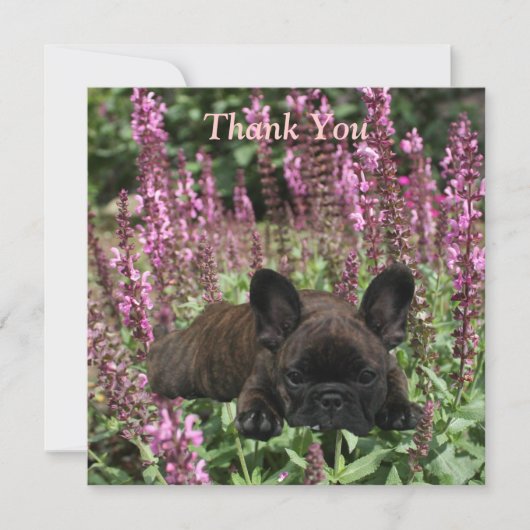 Französische Bulldoggen Postkarte Thank You Kaart (Voorkant)