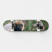Französische Bulldoggen Skateboard (Horizontaal)