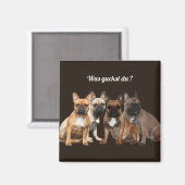 Französische Bulldoggen Was guckst du, Magneet (Voorkant / Achterkant)