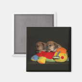 Französische Bulldoggen Welpen Magnet (Voorkant / Achterkant)