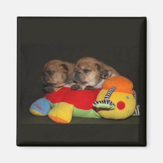 Französische Bulldoggen Welpen Magnet (Voorkant)
