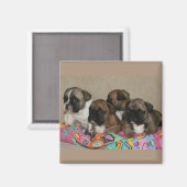 Französische Bulldoggen Welpen Magnet (Voorkant / Achterkant)