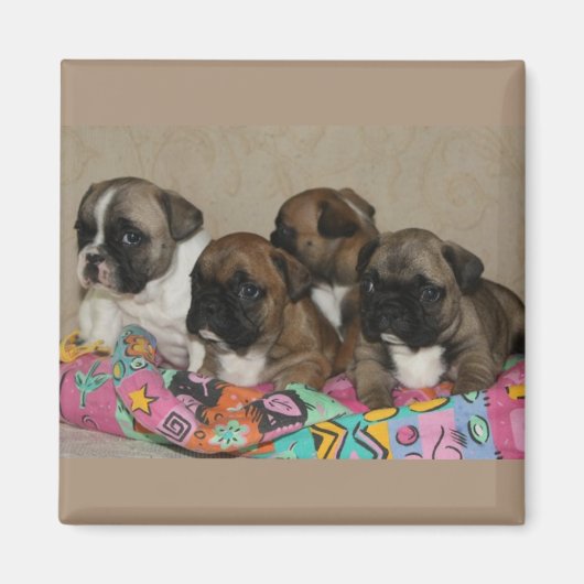 Französische Bulldoggen Welpen Magnet (Voorkant)