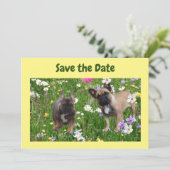 Französische. Bulldoggen Wiese French Bulldog Kaart (Staand voorkant)