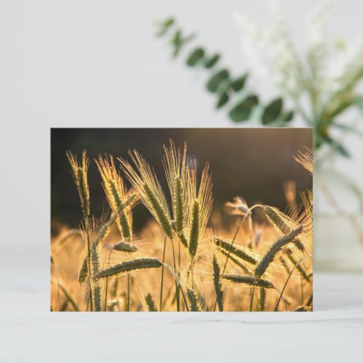 Frarm Fresh Wheat Field Bedankkaart (Staand voorkant)