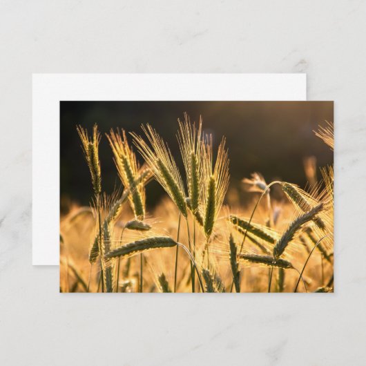 Frarm Fresh Wheat Field Bedankkaart (Voorkant / Achterkant)