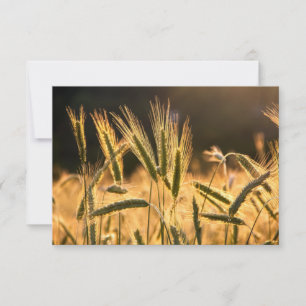 Frarm Fresh Wheat Field Bedankkaart