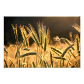 Frarm Fresh Wheat Field Foto Afdruk (Voorkant)