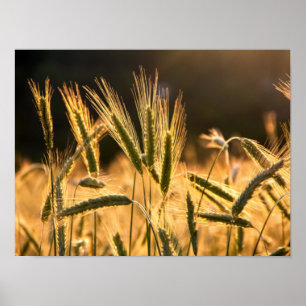 Frarm Fresh Wheat Field Poster