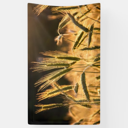 Frarm Fresh Wheat Field Spandoek (Verticaal)