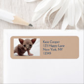 Freaky Cute Furless Sphynx Kitten Etiket (Insitu)