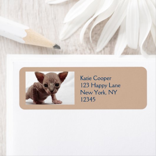 Freaky Cute Furless Sphynx Kitten Etiket (Insitu)