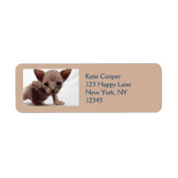 Freaky Cute Furless Sphynx Kitten