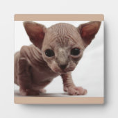 Freaky Cute Furless Sphynx Kitten Fotoplaat (Voorkant)