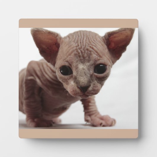 Freaky Cute Furless Sphynx Kitten Fotoplaat (Voorkant)