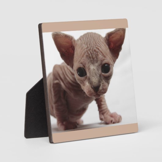 Freaky Cute Furless Sphynx Kitten Fotoplaat (Voorkant)