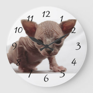 Freaky Cute Furless Sphynx Kitten Grote Klok