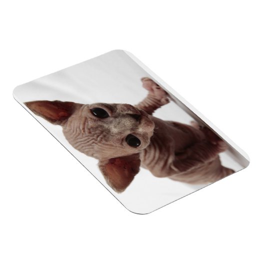 Freaky Cute Furless Sphynx Kitten Magneet (Rechterzijde)