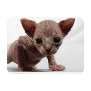 Freaky Cute Furless Sphynx Kitten Magneet