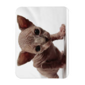 Freaky Cute Furless Sphynx Kitten Magneet (Verticaal)
