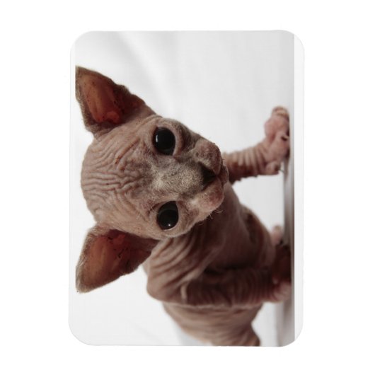 Freaky Cute Furless Sphynx Kitten Magneet (Verticaal)